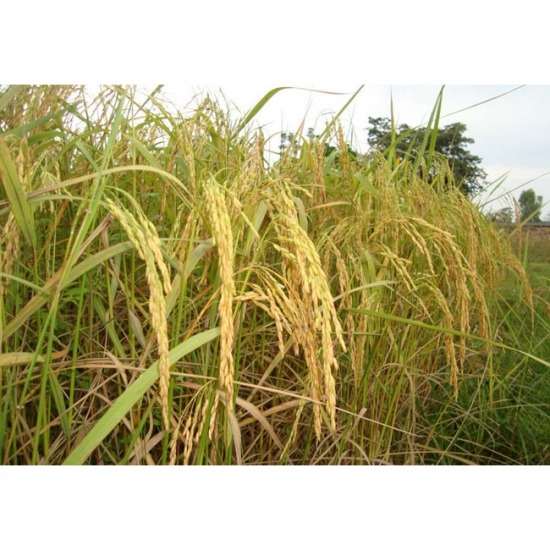 ซื้อ-ขายข้าวเปลือก ปุ๋ยเคมี บุรีรัมย์โชคศักดิ์ชัย - จำหน่ายพันธุ์ข้าว บุรีรัมย์